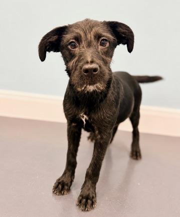 Enlarge Velcro, a Adoptable Labradoodle in Covington, LA image 5/6