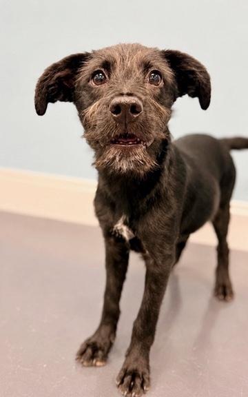 Enlarge Velcro, a Adoptable Labradoodle in Covington, LA image 3/6