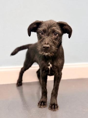 Enlarge Velcro, a Adoptable Labradoodle in Covington, LA image 6/6