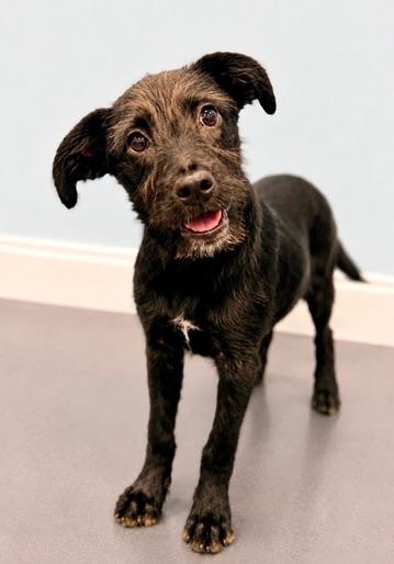 Enlarge Velcro, a Adoptable Labradoodle in Covington, LA image 1/6