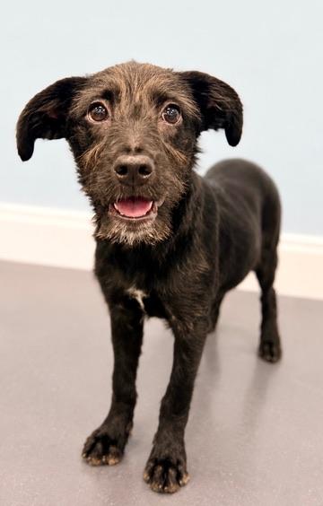 Enlarge Velcro, a Adoptable Labradoodle in Covington, LA image 4/6
