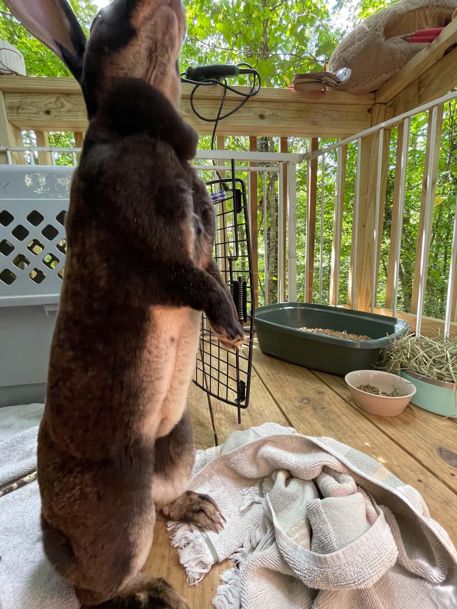 Enlarge Sweet Athena, a Adopted Rex in Asheville, NC image 6/6