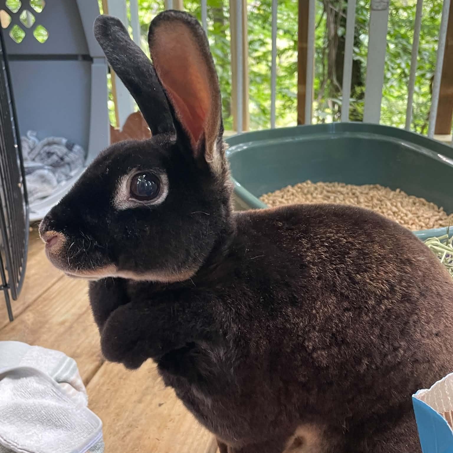 Enlarge Sweet Athena, a Adopted Rex in Asheville, NC image 5/6