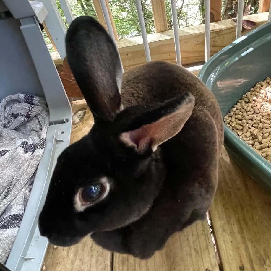 Enlarge Sweet Athena, a Adopted Rex in Asheville, NC image 3/6