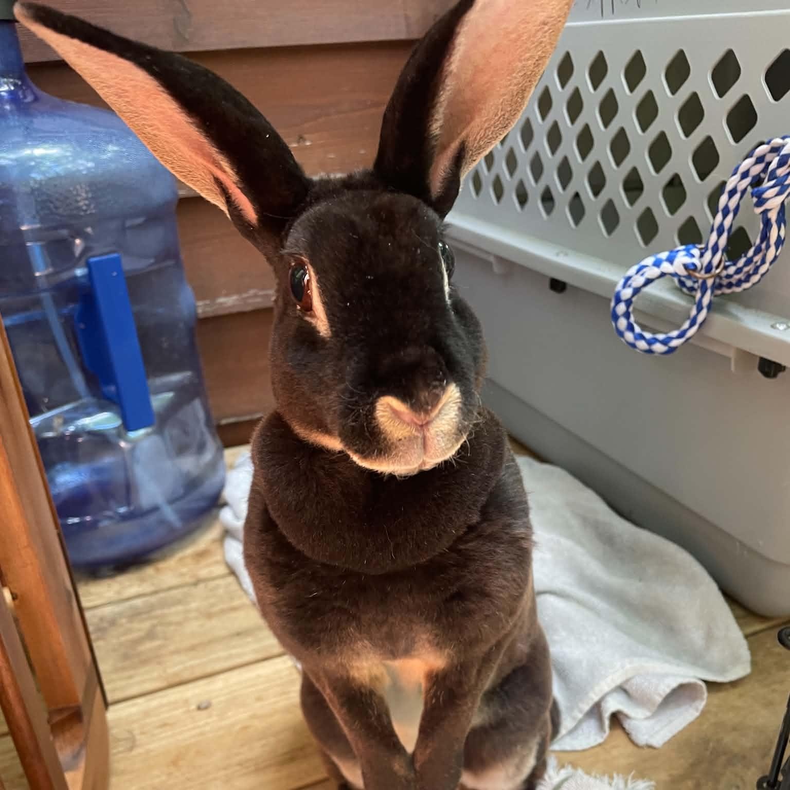 Enlarge Sweet Athena, a Adopted Rex in Asheville, NC image 1/6