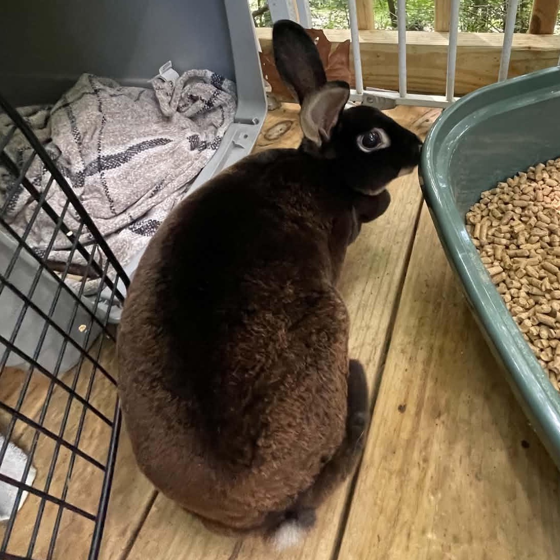 Enlarge Sweet Athena, a Adopted Rex in Asheville, NC image 2/6