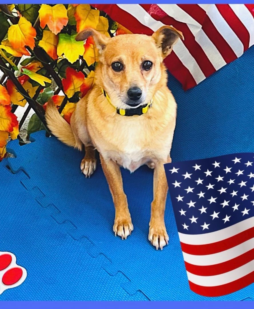 Enlarge Suzie, a Adoptable mixed breed in Greenville, SC image 1/1