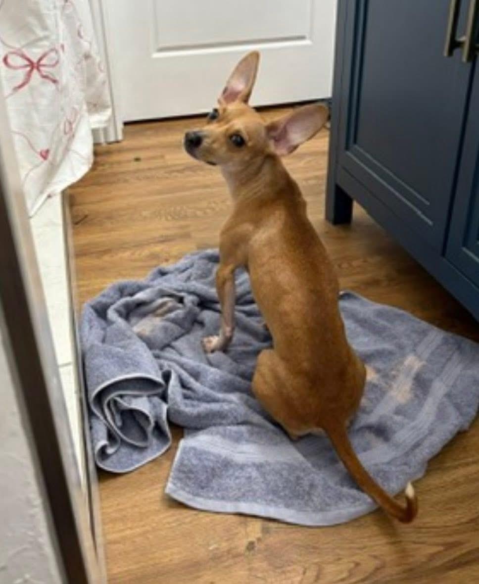 Brianna, Adoptable, Adult Female Chihuahua.