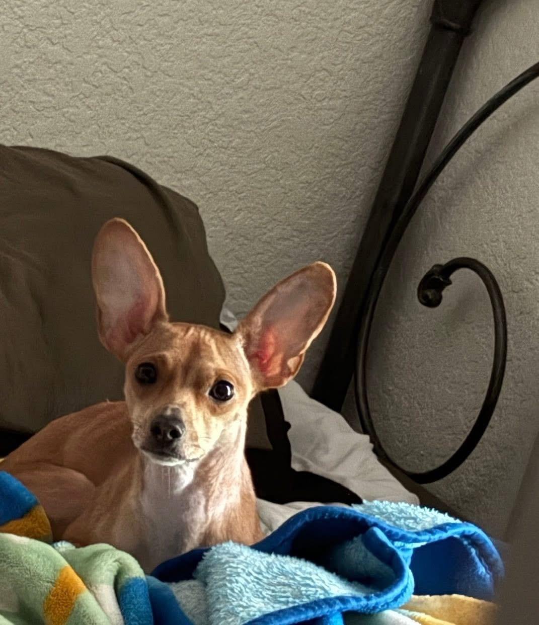 Brianna, Adoptable, Adult Female Chihuahua.