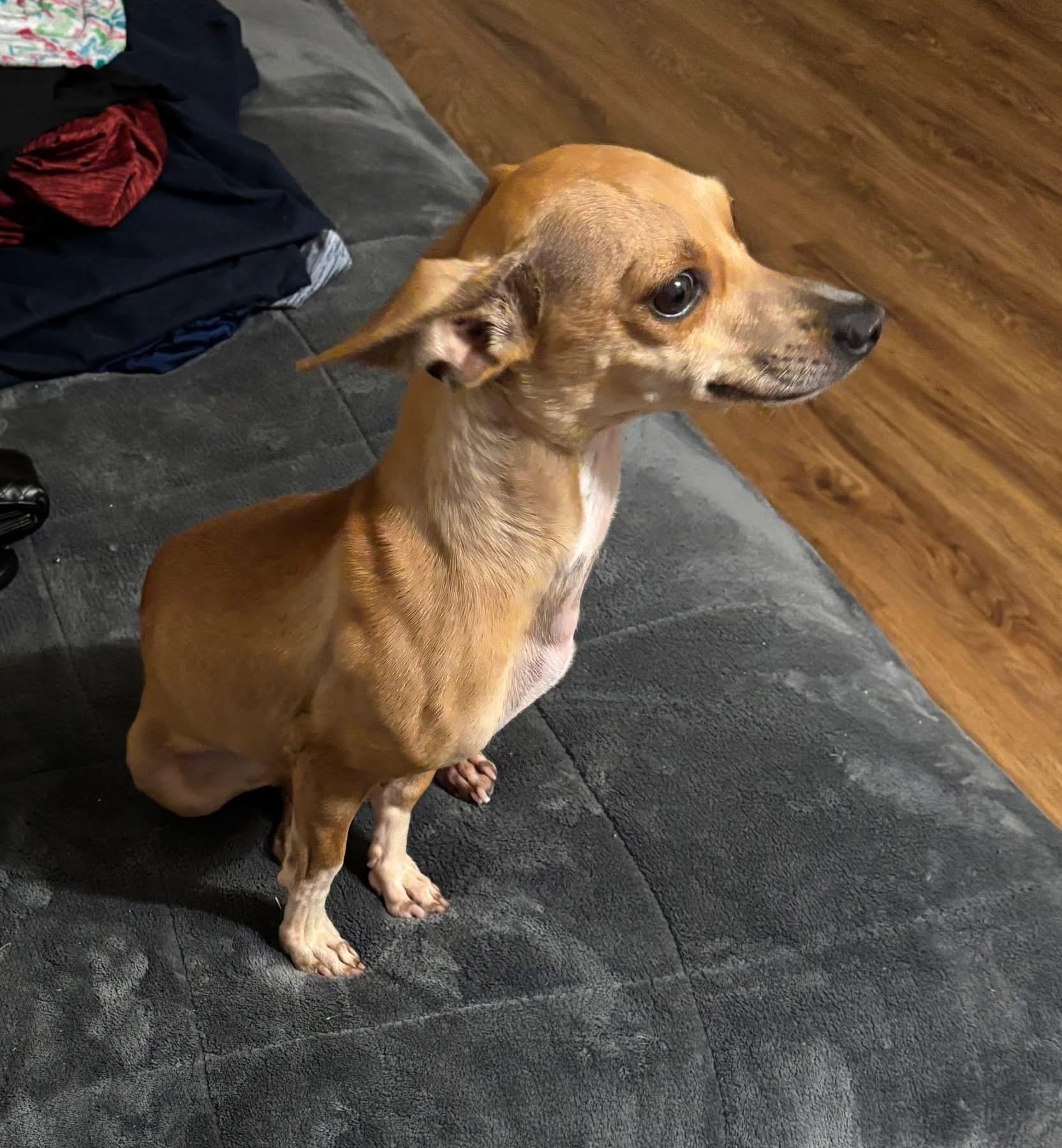 Enlarge Brianna, a Adoptable mixed breed in Fort Worth, TX image 4/5