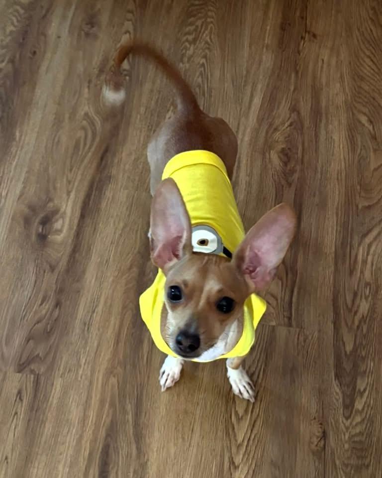 Brianna, Adoptable, Adult Female Chihuahua.