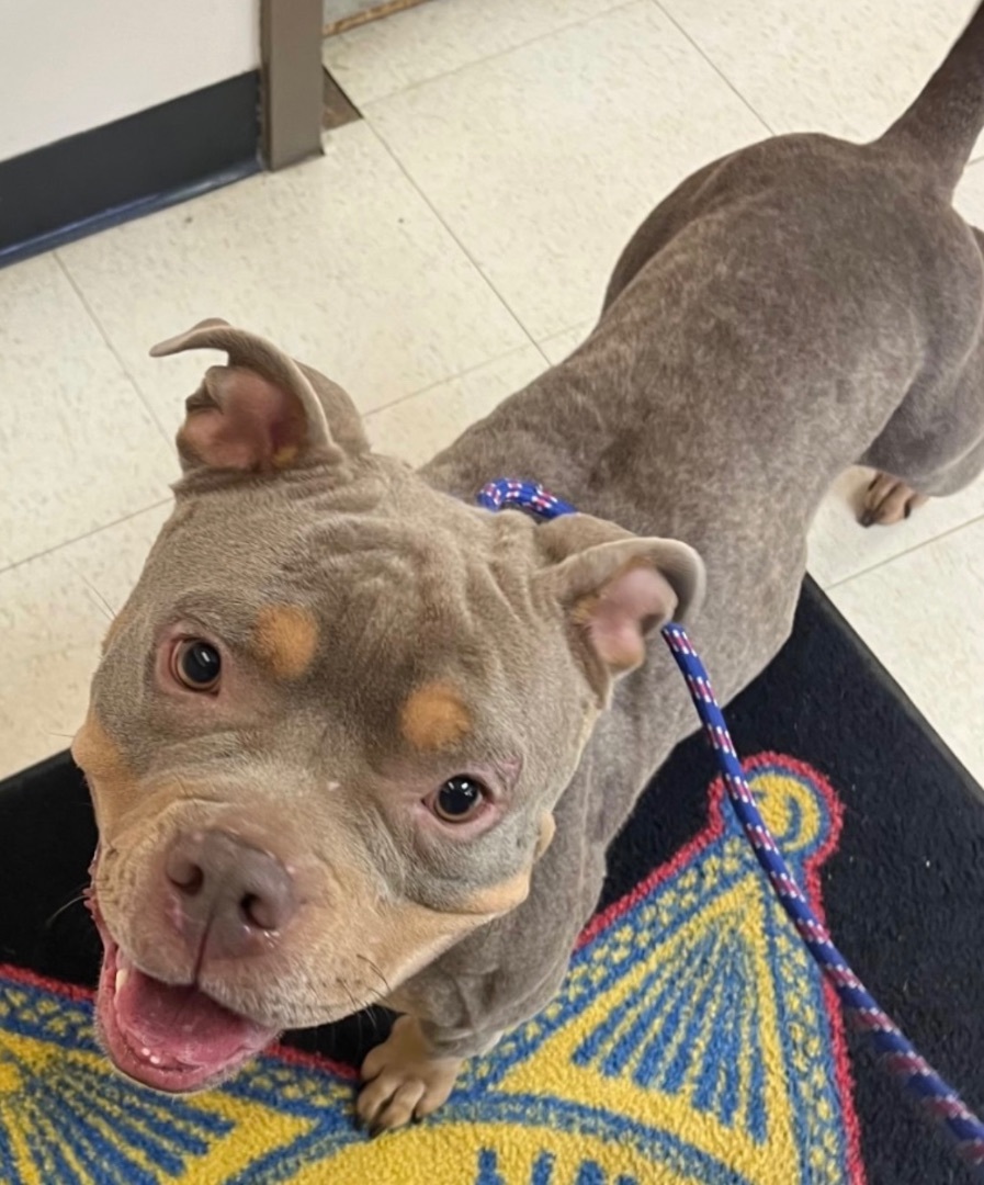 Gin AVAILABLE, an adoptable Pit Bull Terrier in Canton, OH image 1/3