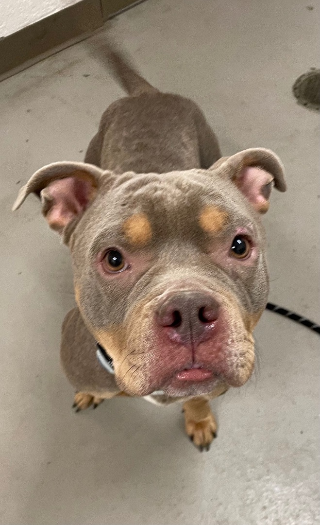 Gin AVAILABLE, an adoptable Pit Bull Terrier in Canton, OH image 2/3