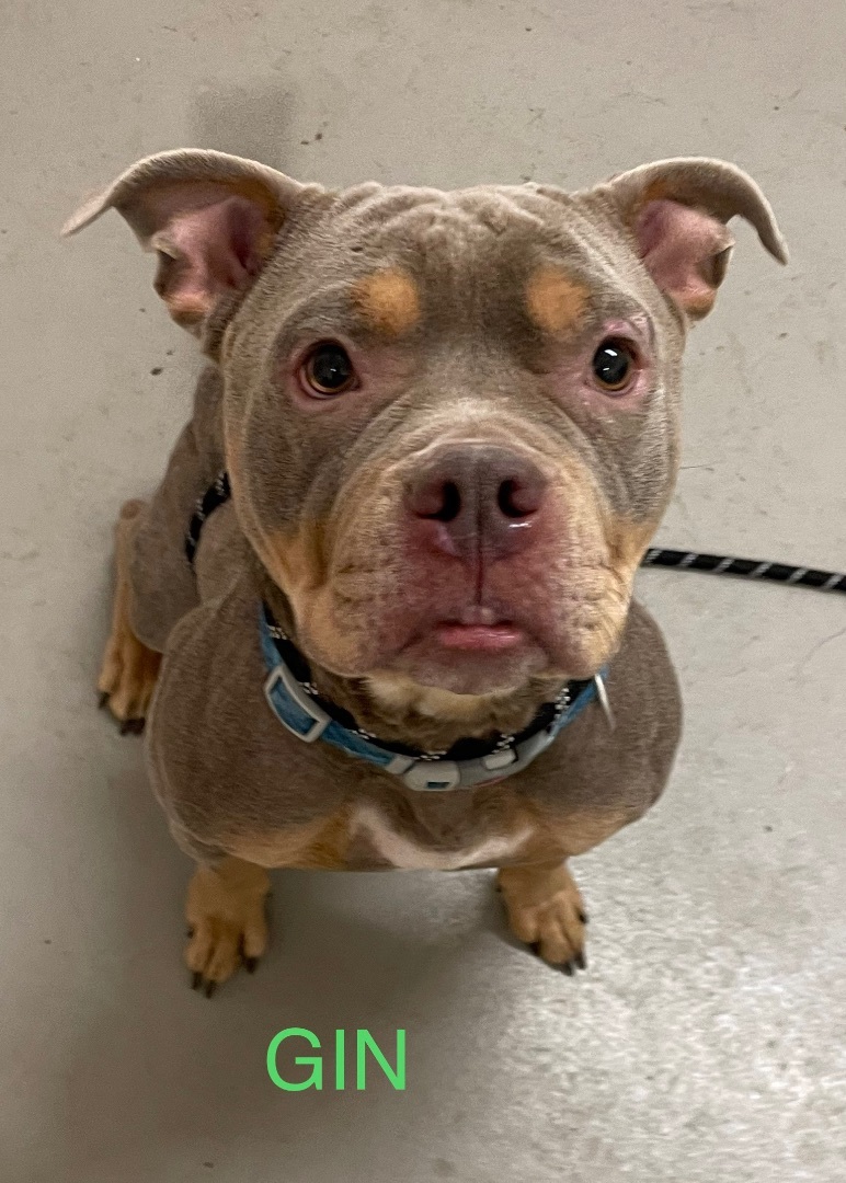 Gin AVAILABLE, an adoptable Pit Bull Terrier in Canton, OH image 3/3