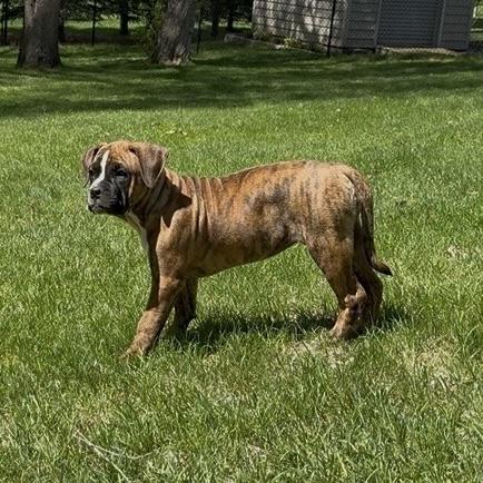 Pickles, an adopted mixed breed in Prior Lake, MN image 3/5