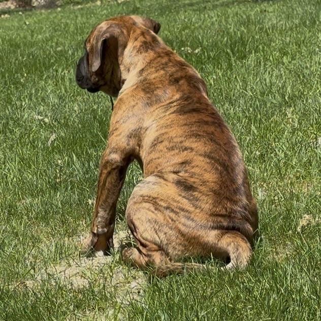 Pickles, an adopted mixed breed in Prior Lake, MN image 4/5