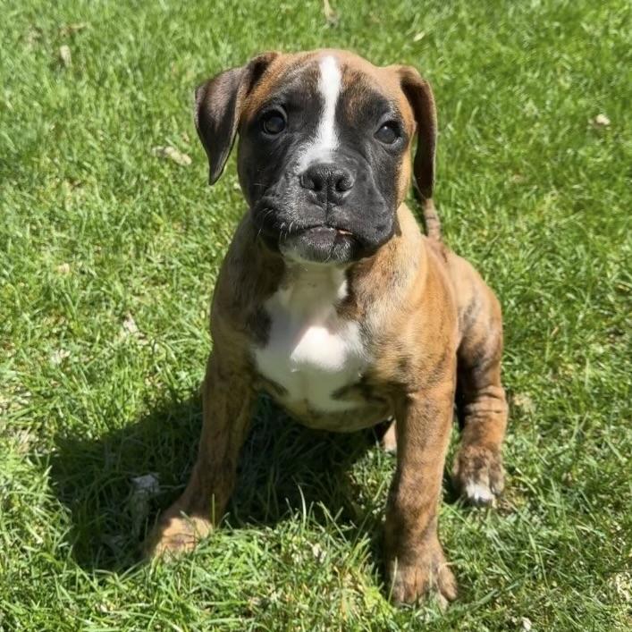 Pickles, adopted, Puppy Female Boxer & American Bulldog.