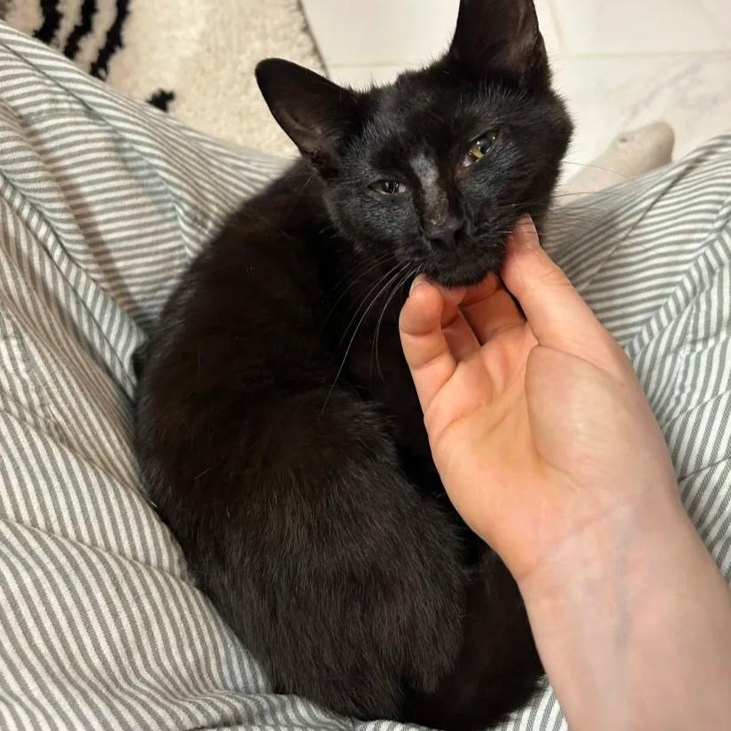 Ducky, a ADOPTABLE Domestic Short Hair in Cleveland Heights, OH image 4/4