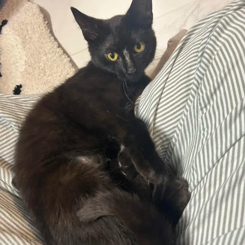 Ducky, ADOPTABLE, Young Female Domestic Short Hair.