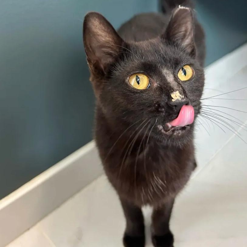 Ducky, a ADOPTABLE Domestic Short Hair in Cleveland Heights, OH image 3/4