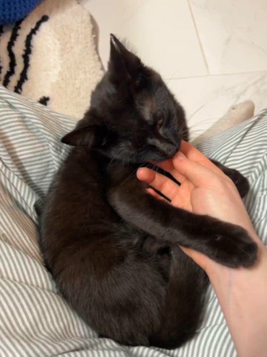 Enlarge Ducky, a ADOPTABLE Domestic Short Hair in Cleveland Heights, OH video 2/4