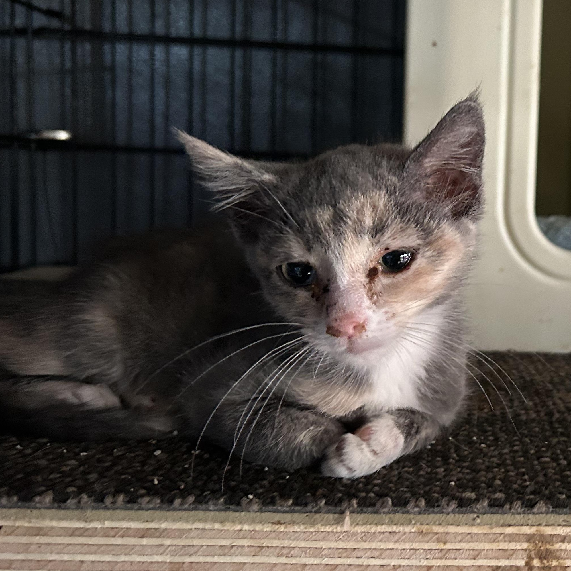 Andromeda, Adoptable, Kitten Female American Shorthair.
