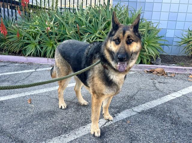 VIPPER, Adoptable, Adult Male German Shepherd Dog.