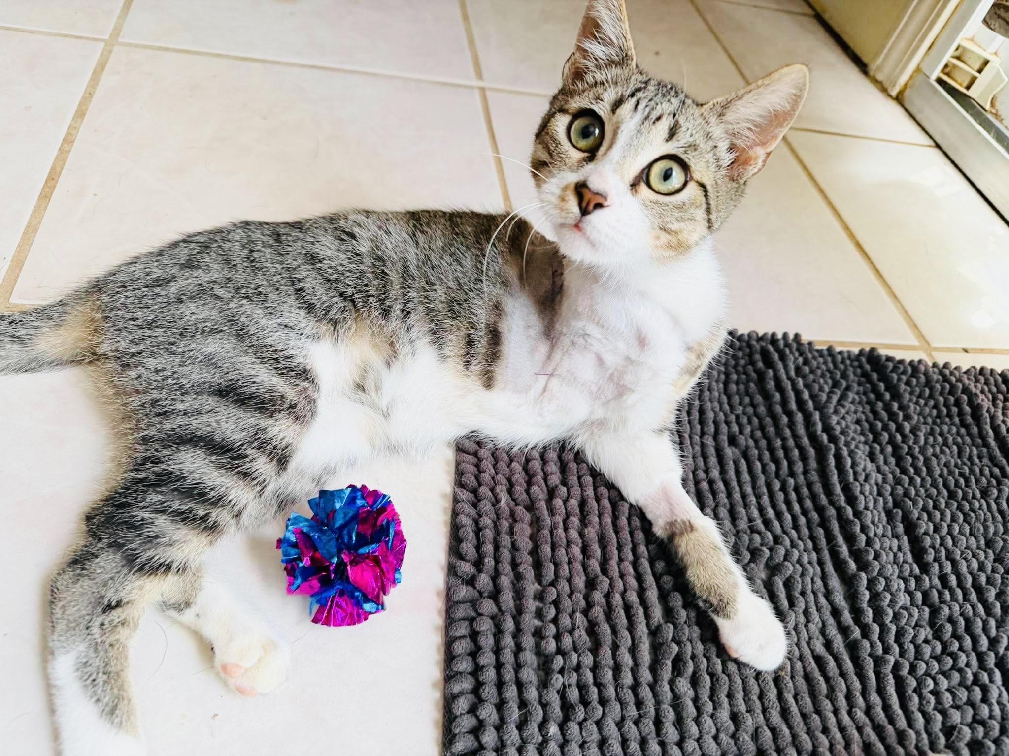 Enlarge Angel Alex, a Adoptable Tabby in West Hartford , CT image 3/5
