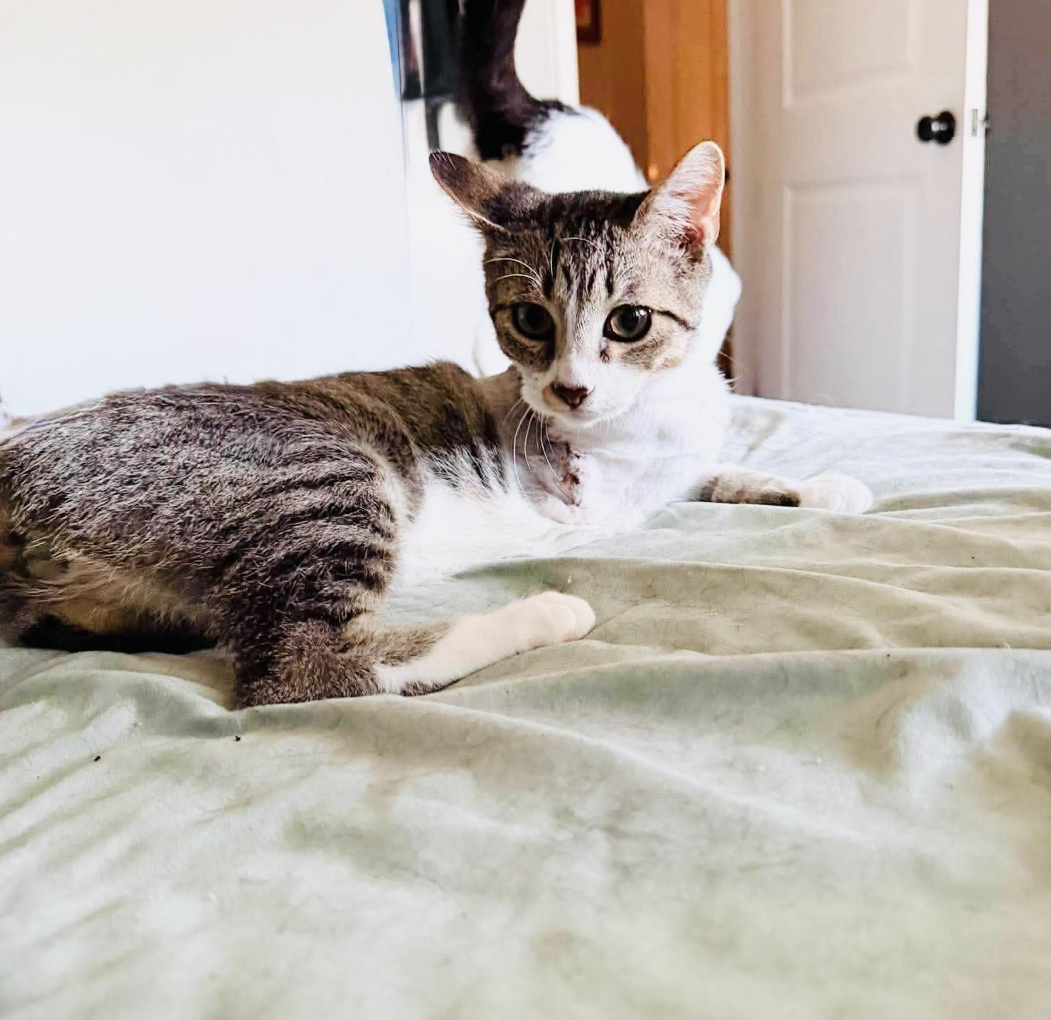 Enlarge Angel Alex, a Adoptable Tabby in West Hartford , CT image 4/5