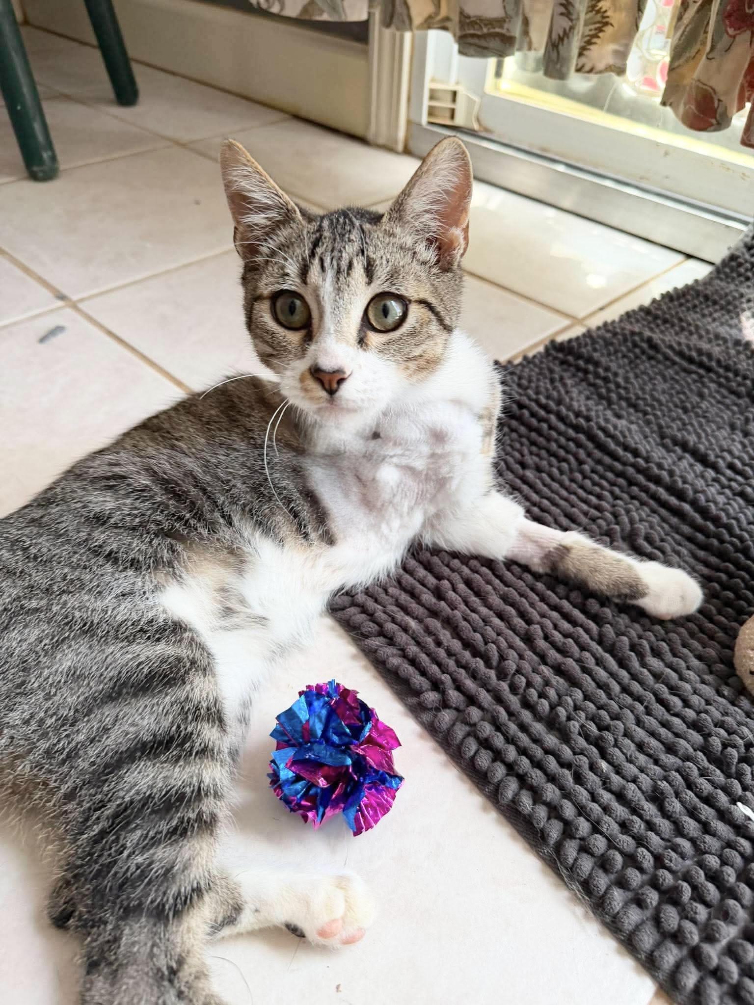 Enlarge Angel Alex, a Adoptable Tabby in West Hartford , CT image 1/5