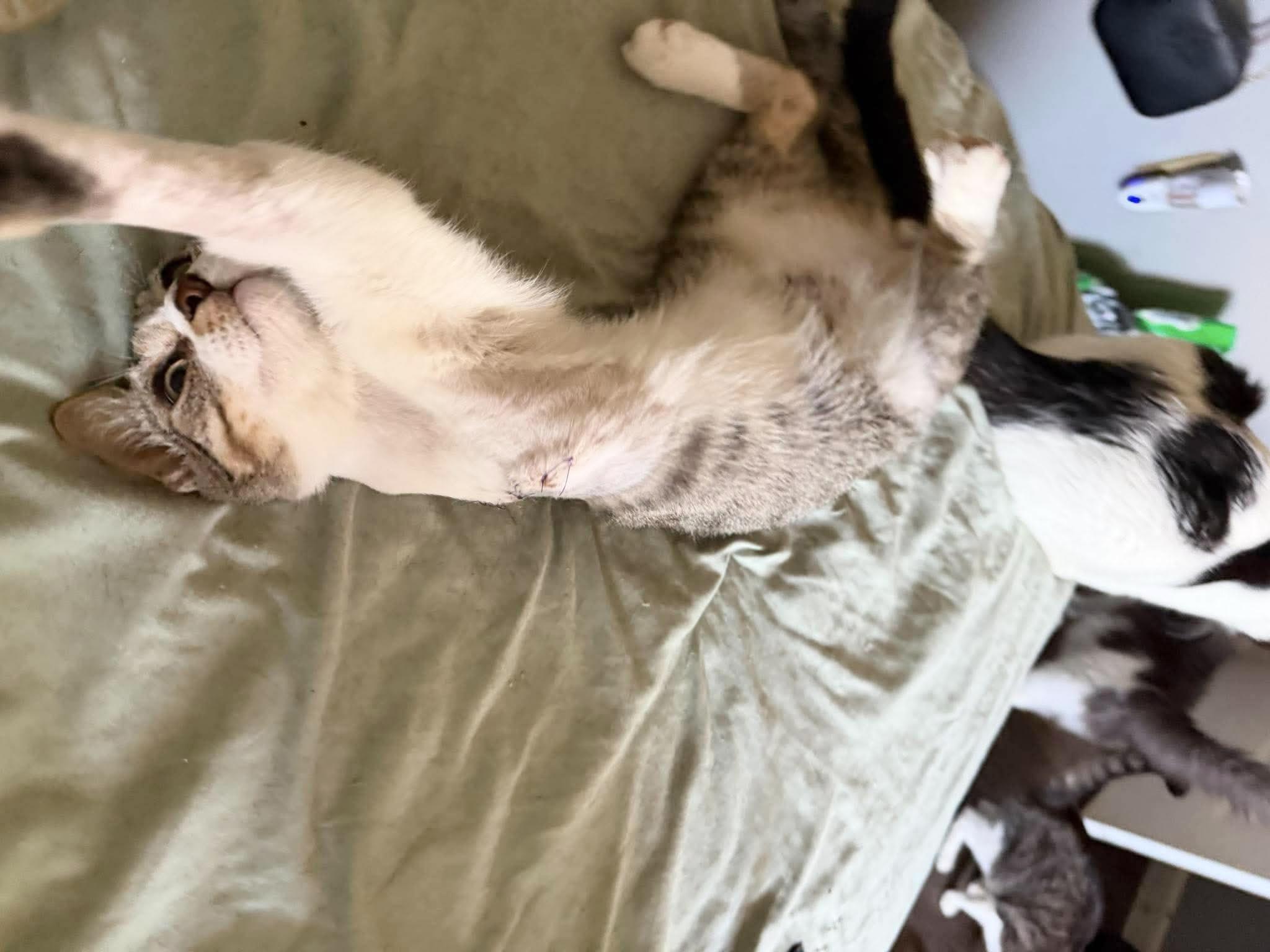 Enlarge Angel Alex, a Adoptable Tabby in West Hartford , CT image 5/5
