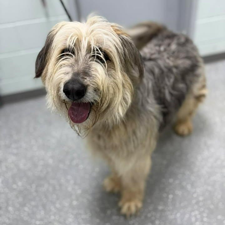 Envy, ADOPTABLE, Puppy Female Aussiedoodle.
