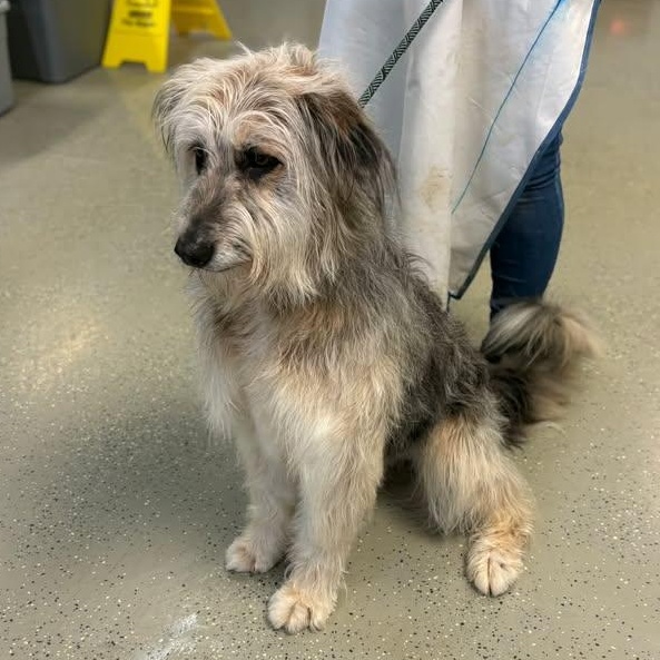 Envy, ADOPTABLE, Puppy Female Aussiedoodle.