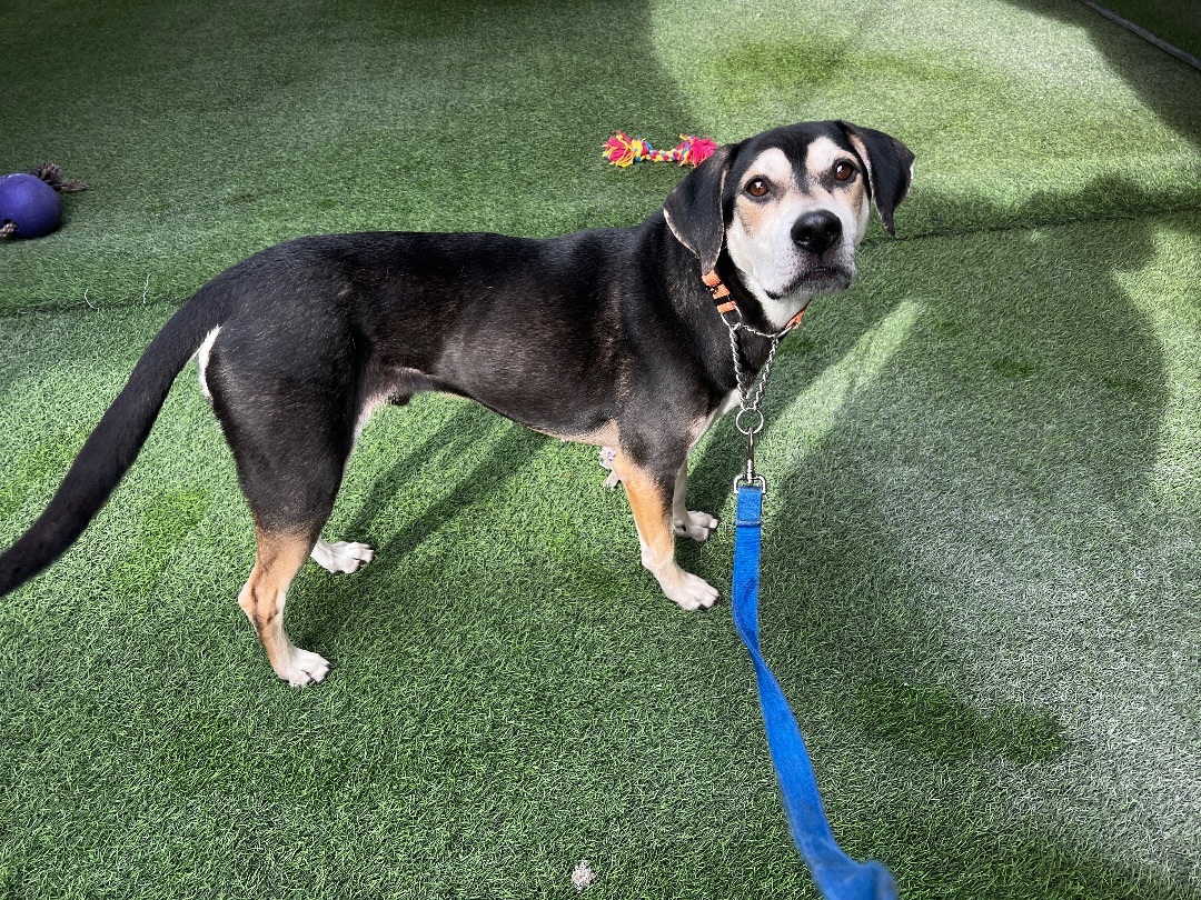 Buddy 3848, Adoptable, Adult Male Hound.