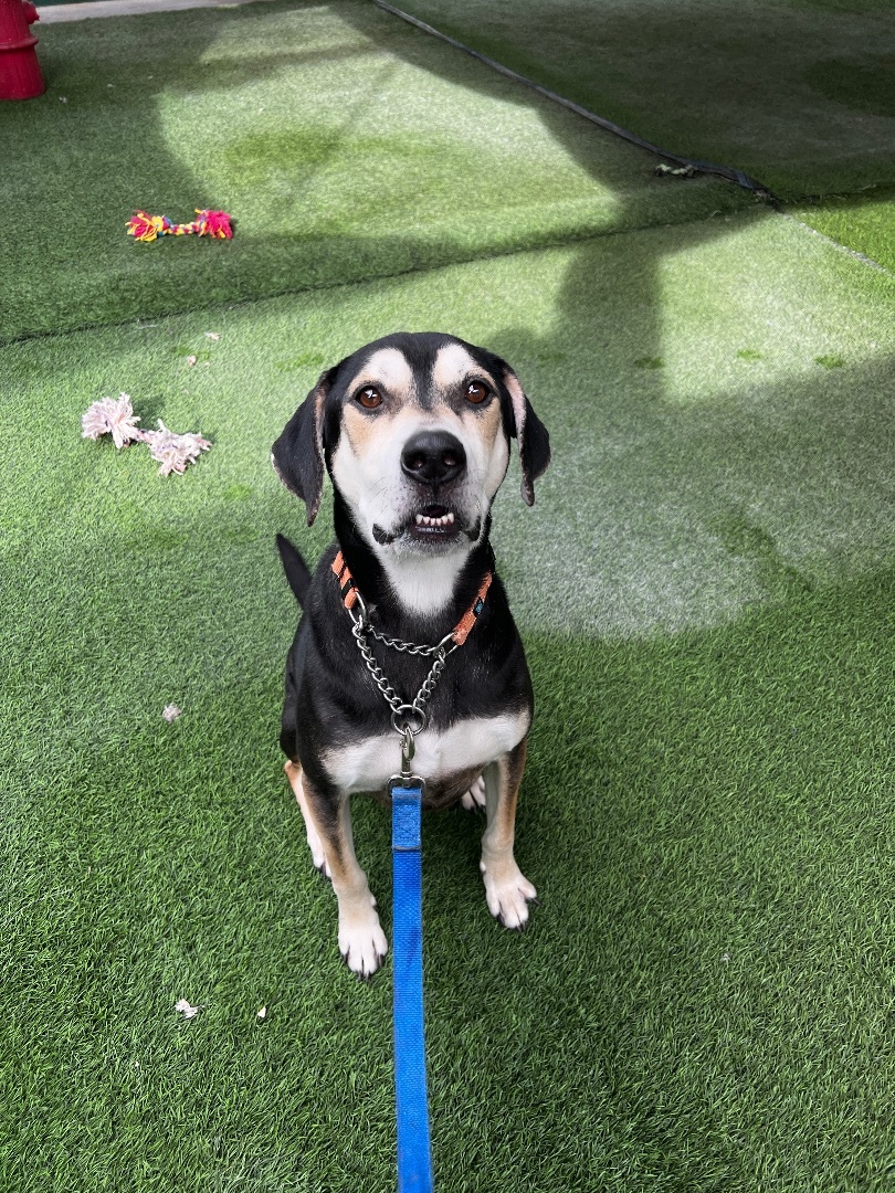 Buddy 3848, a Adoptable Hound in Phoenix, AZ image 2/3