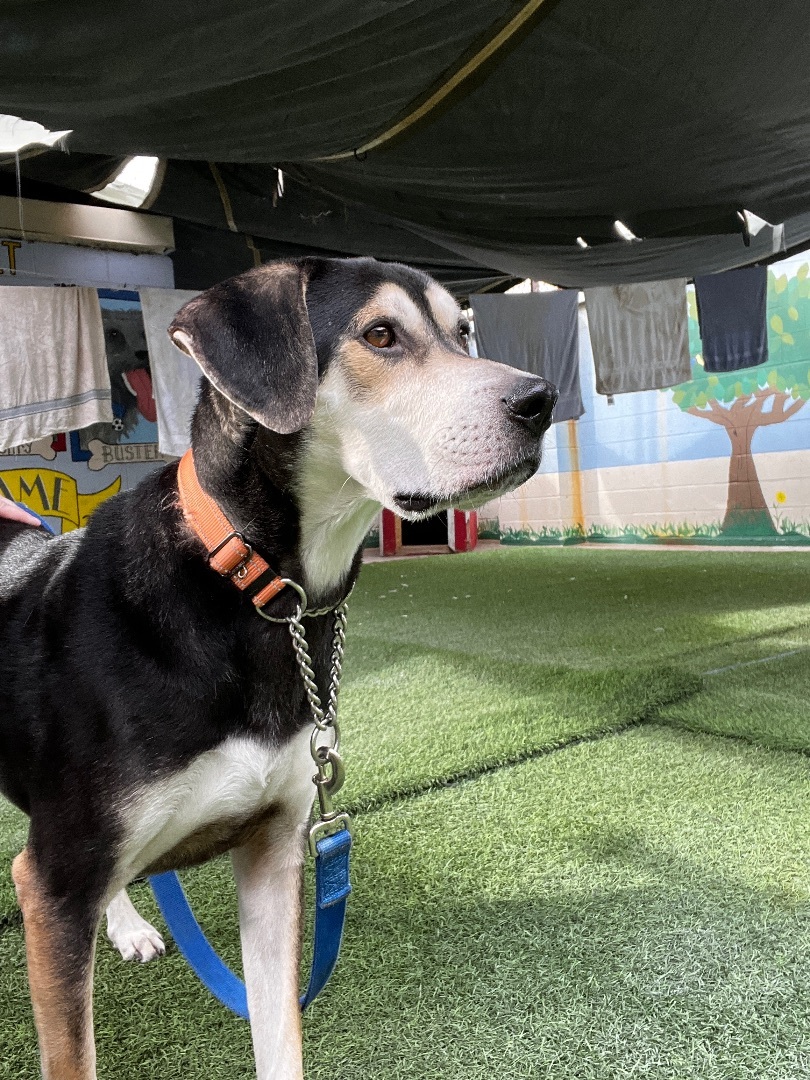 Buddy 3848, a Adoptable Hound in Phoenix, AZ image 3/3