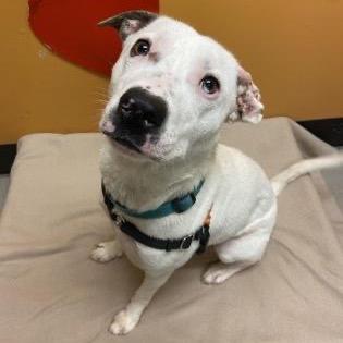 Pearl, Adoptable, Young Female Mixed Breed.