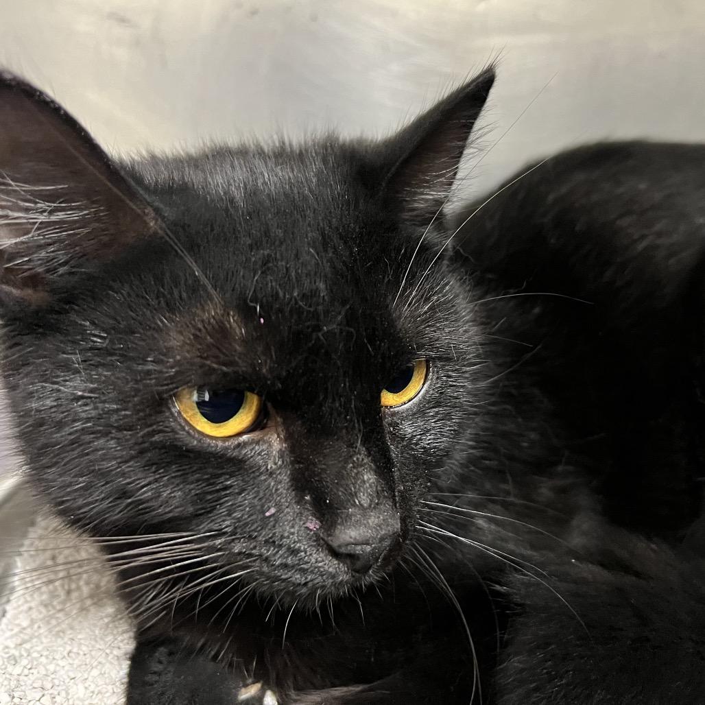 Enlarge Cece Jones, a Adoptable Domestic Short Hair in Pekin, IL image 1/1