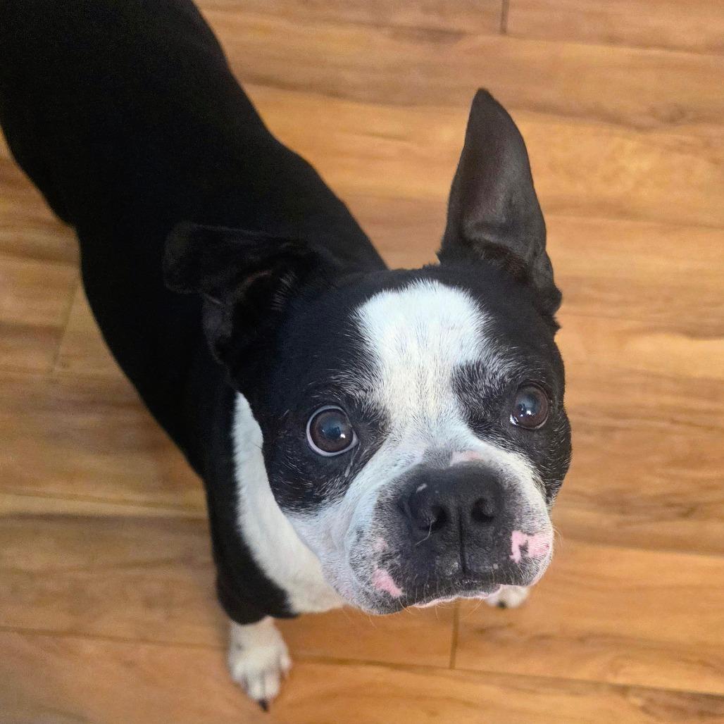 Barney, a Adoptable Boston Terrier in Decatur, AL image 1/3