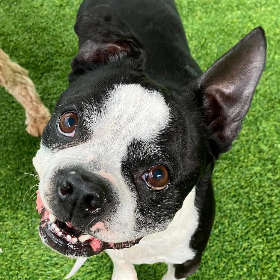 Barney, a Adoptable Boston Terrier in Decatur, AL image 2/3