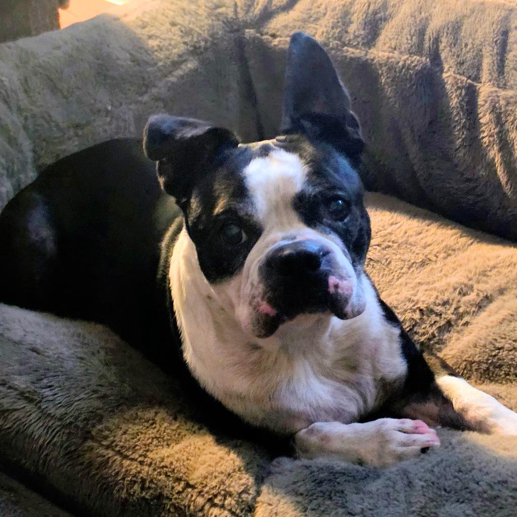 Barney, a Adoptable Boston Terrier in Decatur, AL image 3/3