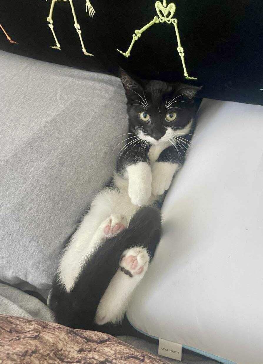 Zuza, a Adoptable Domestic Short Hair in brooklyn, NY image 1/6