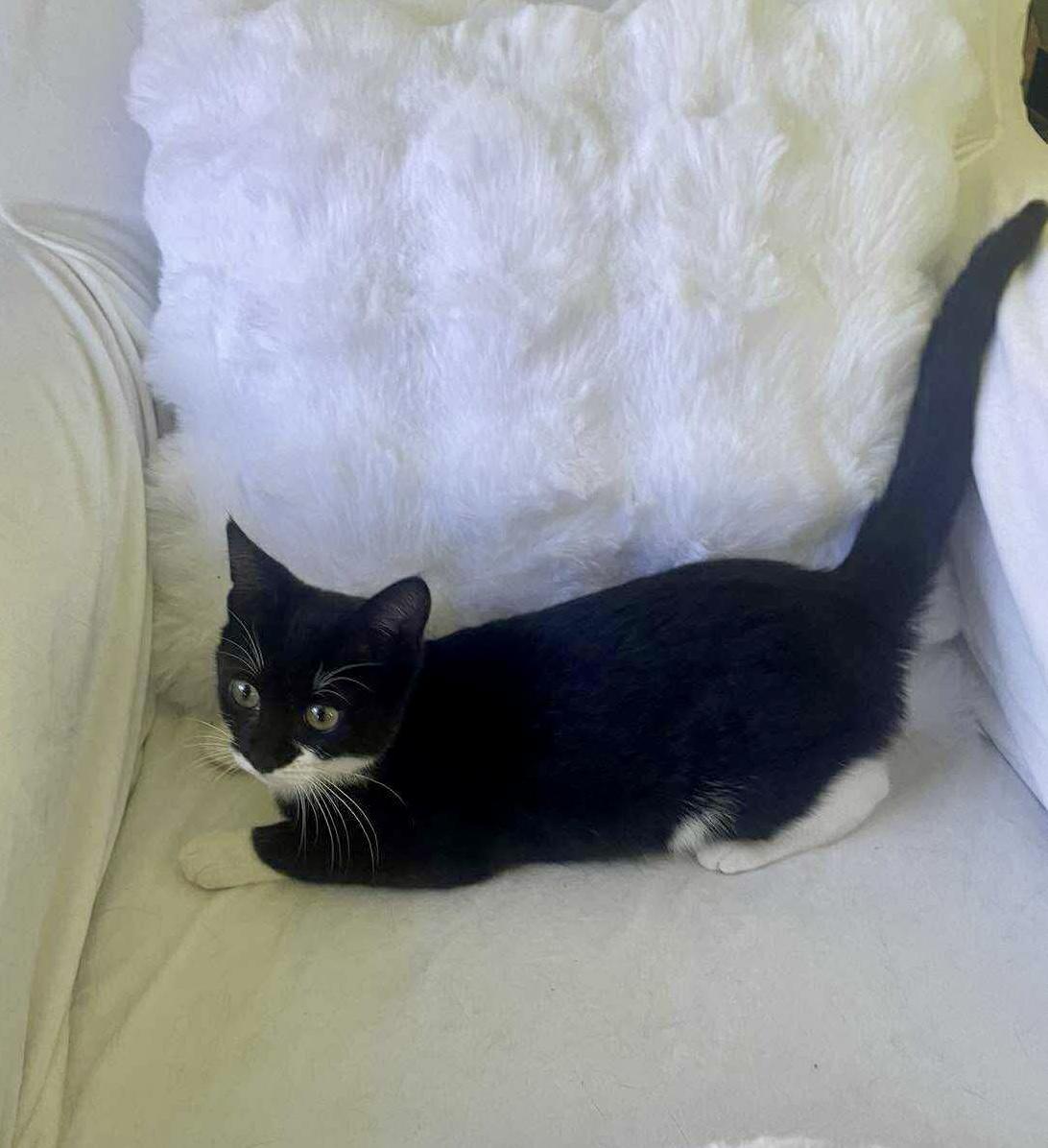 Zuza, a Adoptable Domestic Short Hair in brooklyn, NY image 2/6