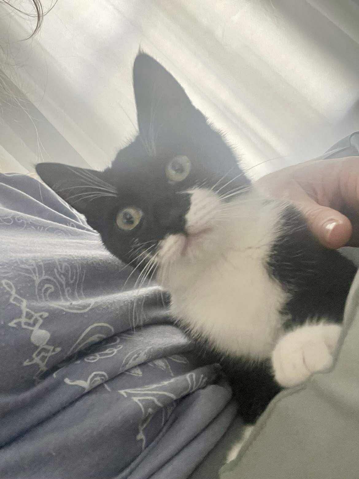 Zuza, Adoptable, Kitten Female Domestic Short Hair.