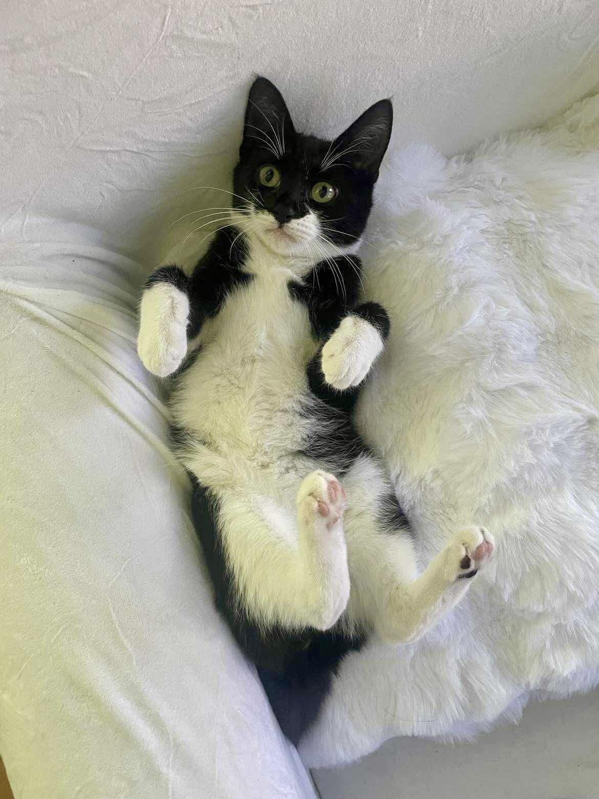 Zuza, a Adoptable Domestic Short Hair in brooklyn, NY image 4/6