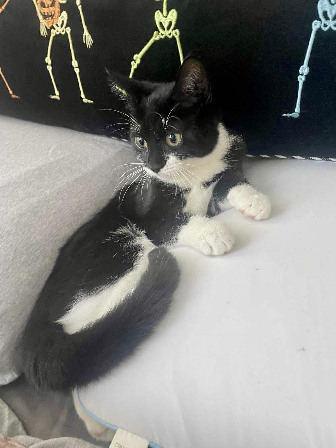 Zuza, a Adoptable Domestic Short Hair in brooklyn, NY image 5/6