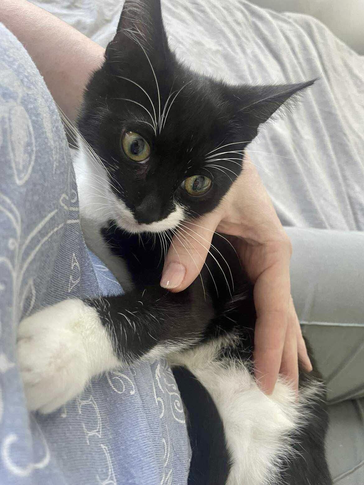 Zuza, a Adoptable Domestic Short Hair in brooklyn, NY image 6/6