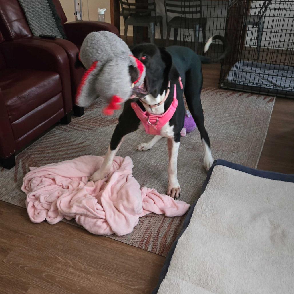 Enlarge Zoey, a ADOPTABLE Great Dane in Woodbridge, VA image 2/2