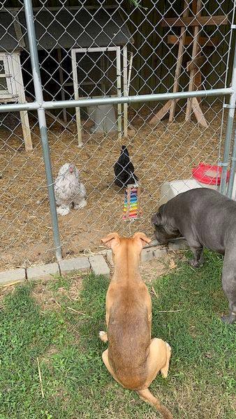 Honey, Adopted, Puppy Female American Staffordshire Terrier.