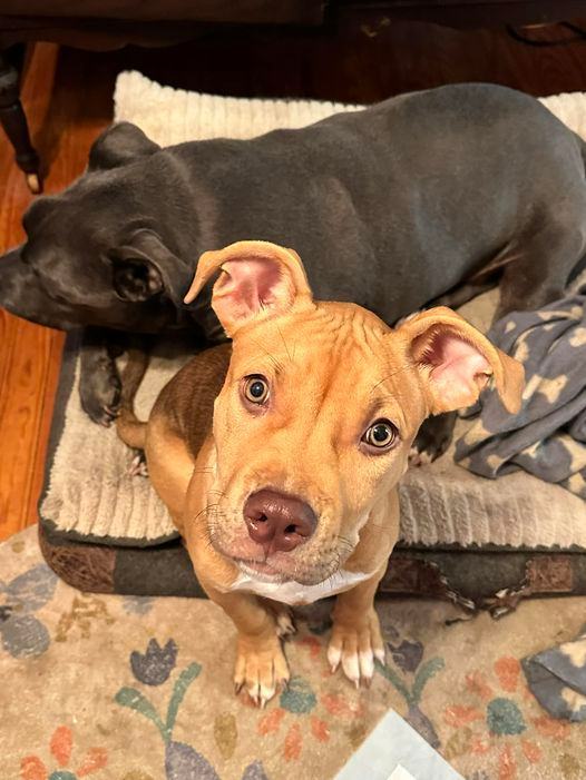 Honey, a Adopted American Staffordshire Terrier in Mechanicsville, MD image 2/4